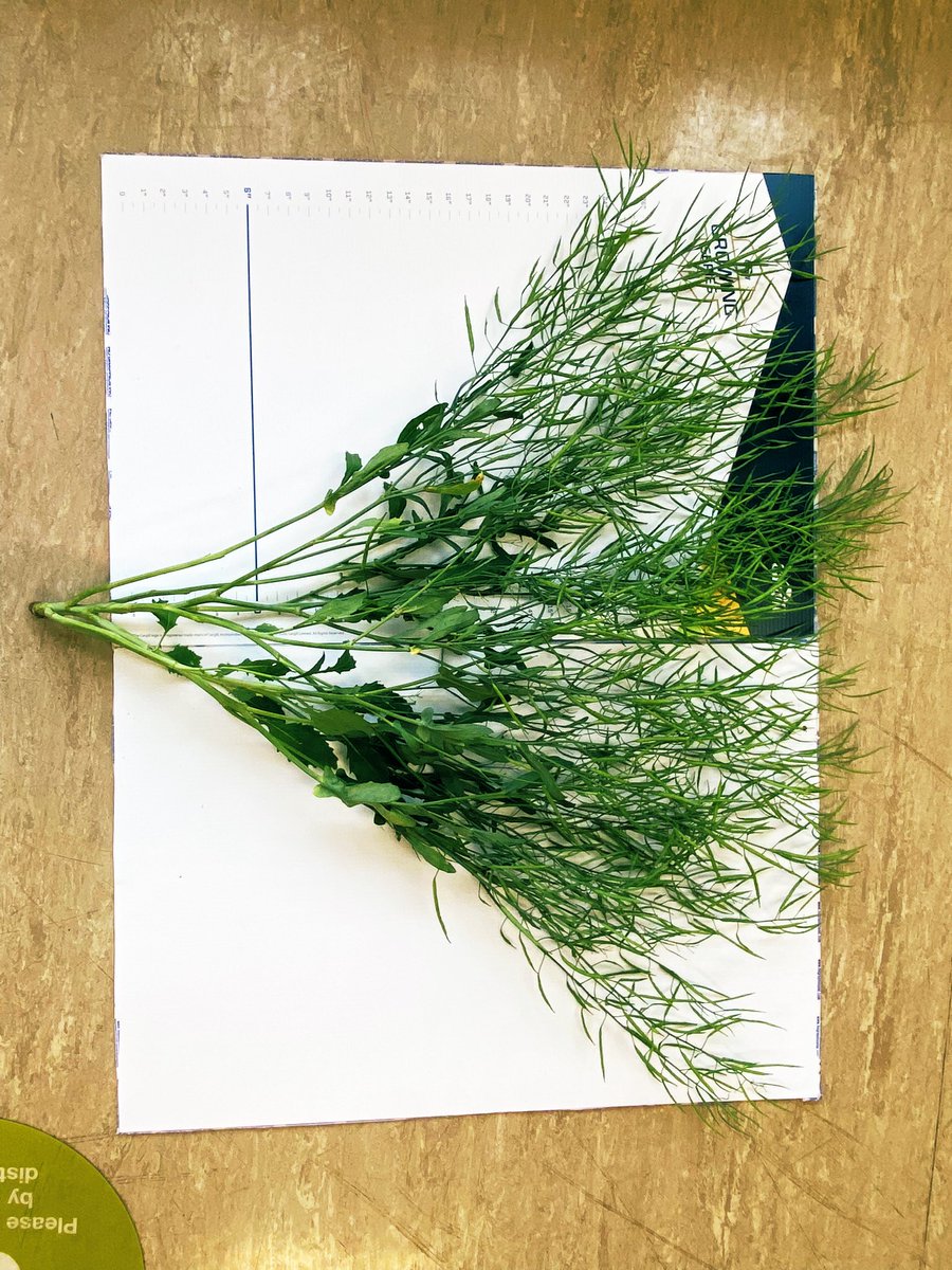 Going to need to get a bigger board to measure the wicked canola this year 🤩