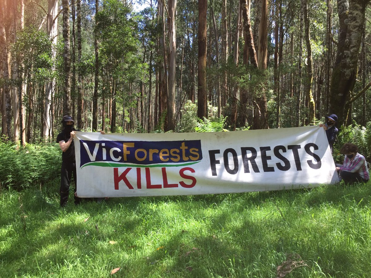 mac_bron's tweet photo. Victorians, who are the real criminals? Daniel Andrews and his loss-making logging outfit, VicForests intent on destroying native forests? Or ordinary citizens who love and wish to defend these forests but could soon cop jail or a $21,000 fine?#LoggingisCriminal #ClimateEmergecy https://t.co/8Mhe36GfRD
