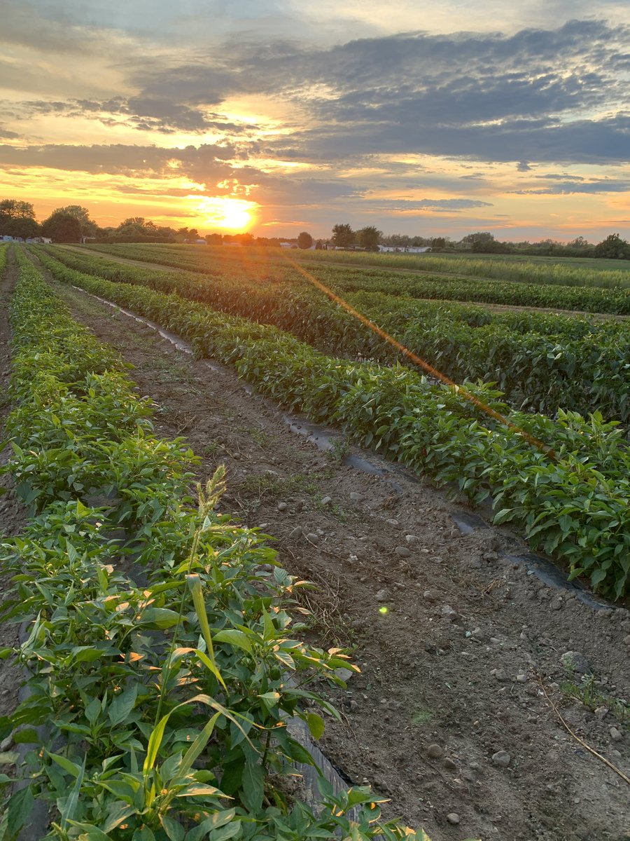 Lori Koenick tweet media