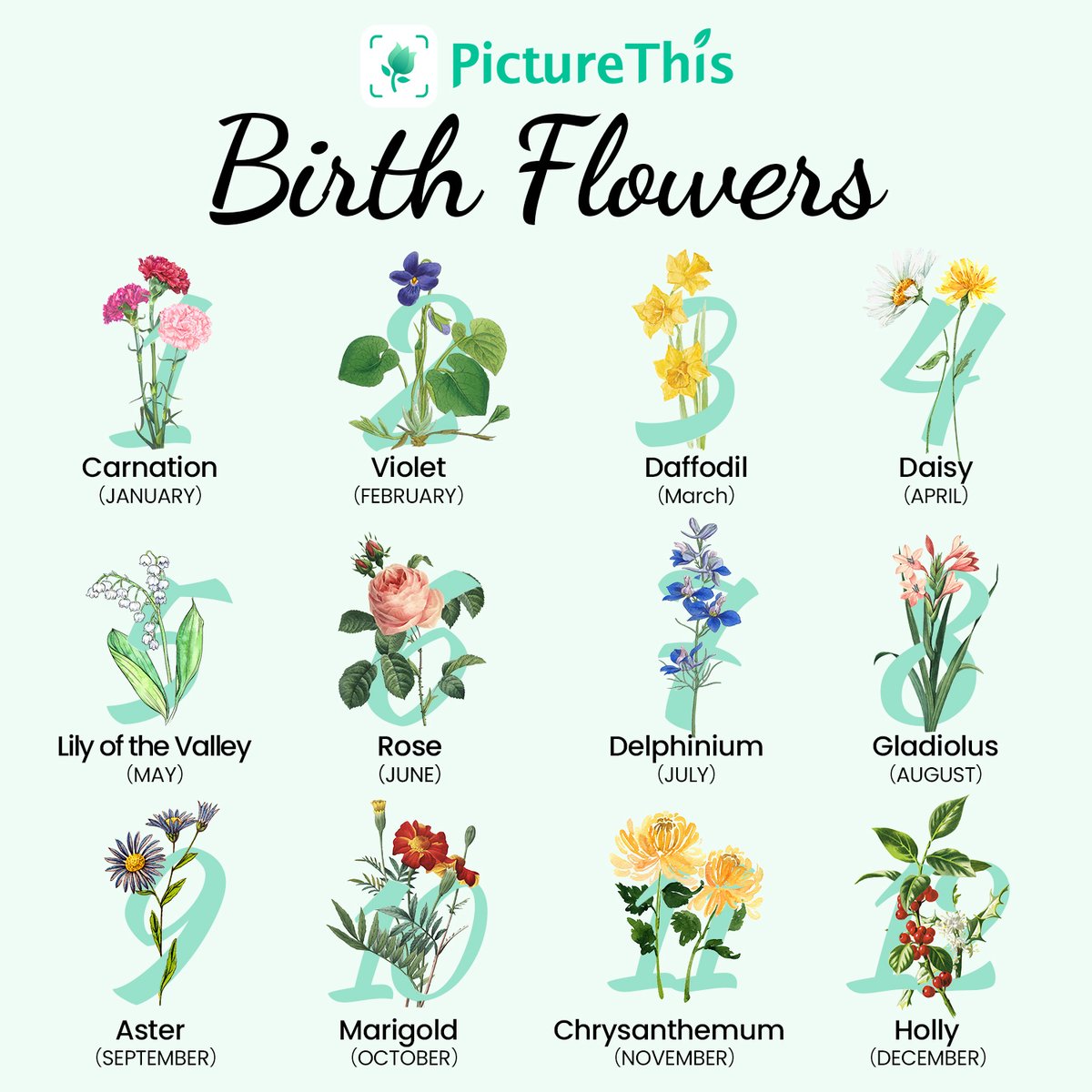 PictureThisAI's tweet photo. The use of flowers as a communication method existed centuries before email, text, and instant messaging. Fluorography, the language of flowers, was very popular in the 18th and 19th centuries.
https://t.co/y307lp4YZC https://t.co/jSpW0kvnC3