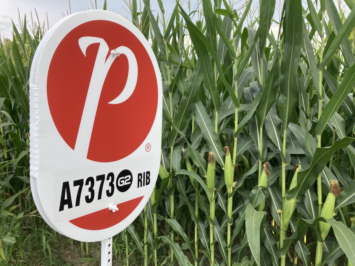 PRIDE Seed A7373G2 looking very good near Glencoe Ontario