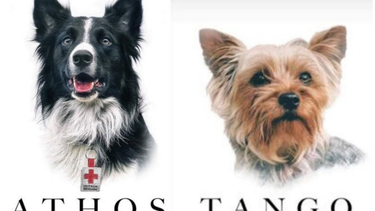 DiariodeYucatan's tweet photo. ⚡ Inicia el juicio por el asesinato de los perritos rescatistas Athos y Tango https://t.co/jpfF2xTb9a https://t.co/jtUZn3vUaB