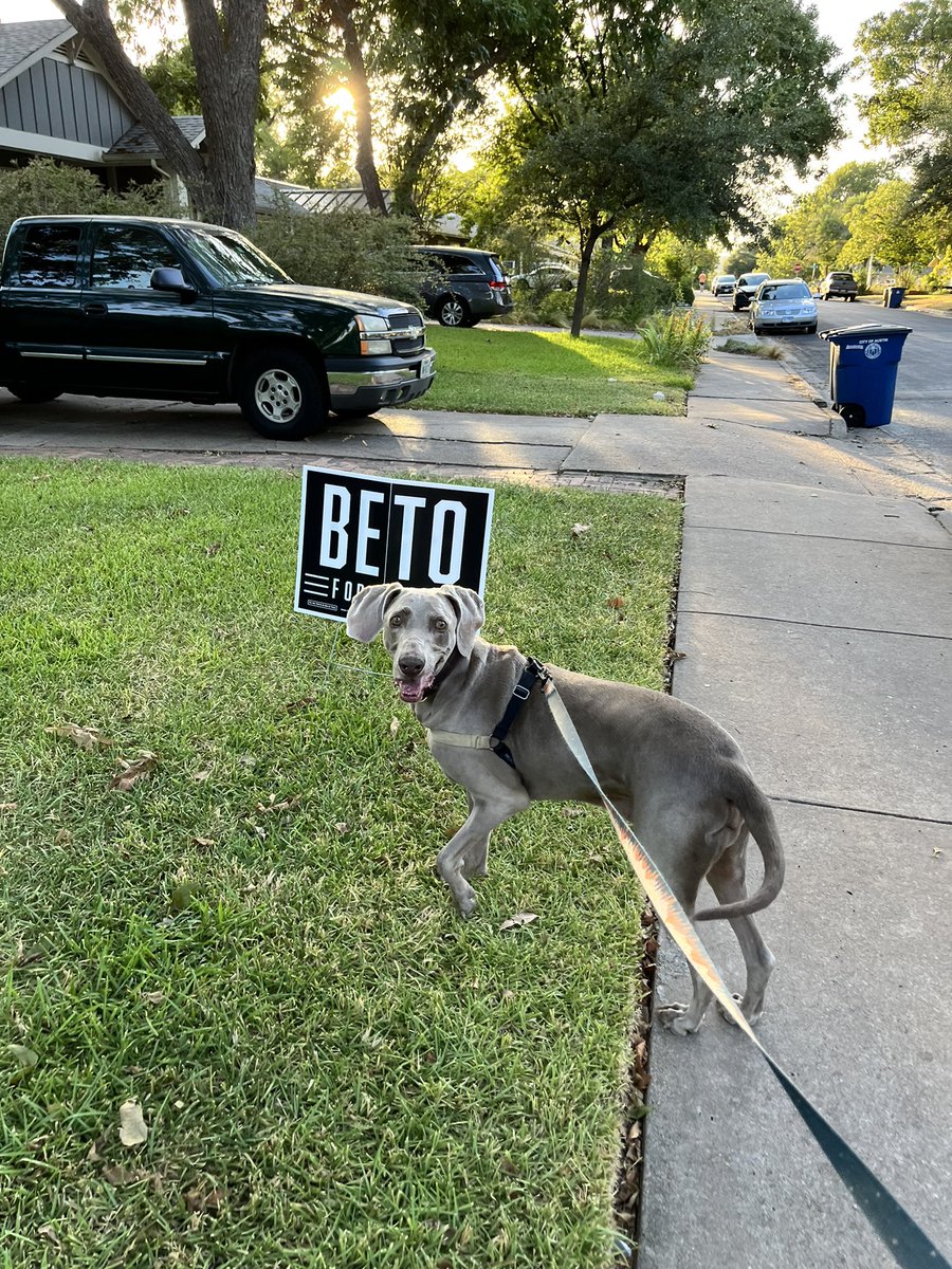 rappelle_moi's tweet photo. we have one rule and one rule only on dog walks: no peeing on @BetoORourke signs #BetoForTexas #weloveBeto https://t.co/RS2672yxeW