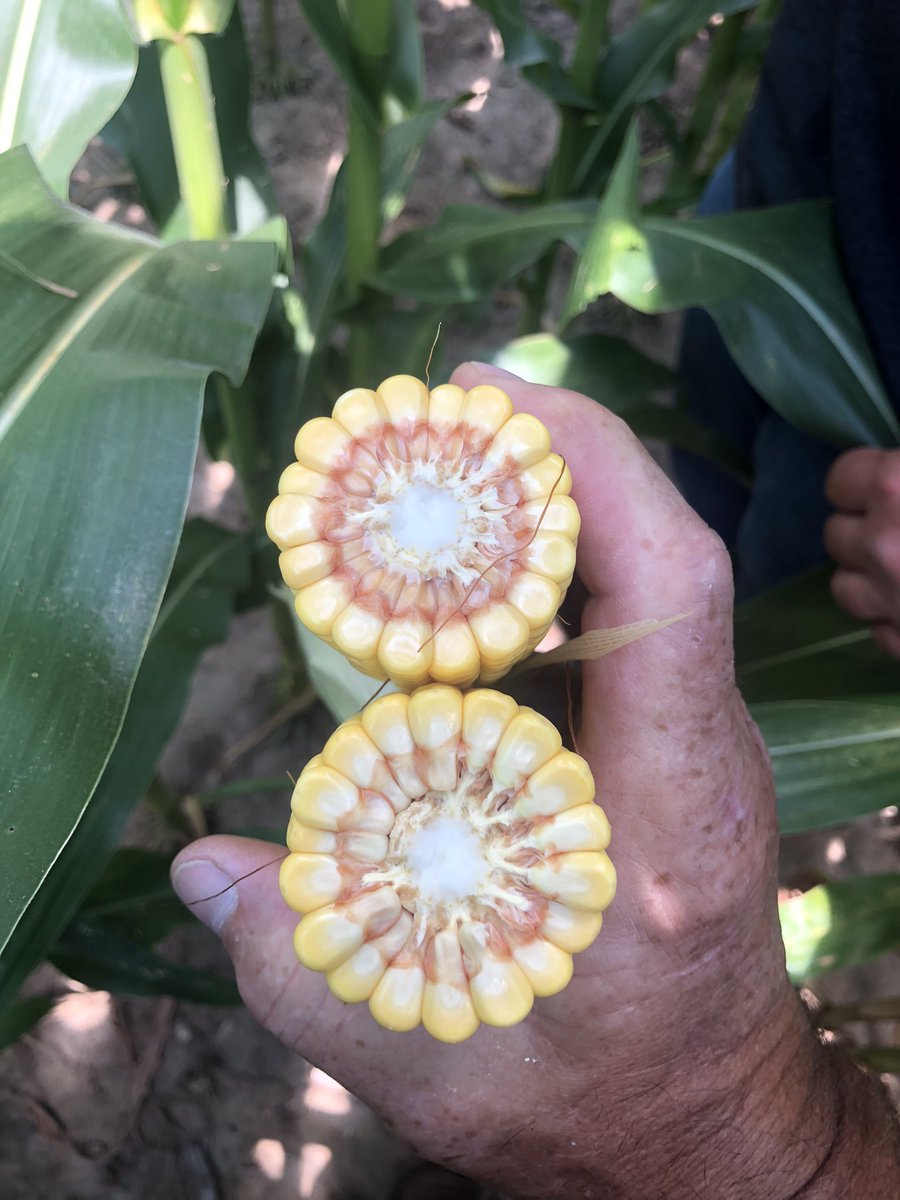 ttheede's tweet photo. Throwing southeast Minnesota into the ring.  202-24STX is one solid hybrid!  Impressive corn on corn choice!  Been blessed with rain and plenty of heat. https://t.co/xEu8sVzjWS