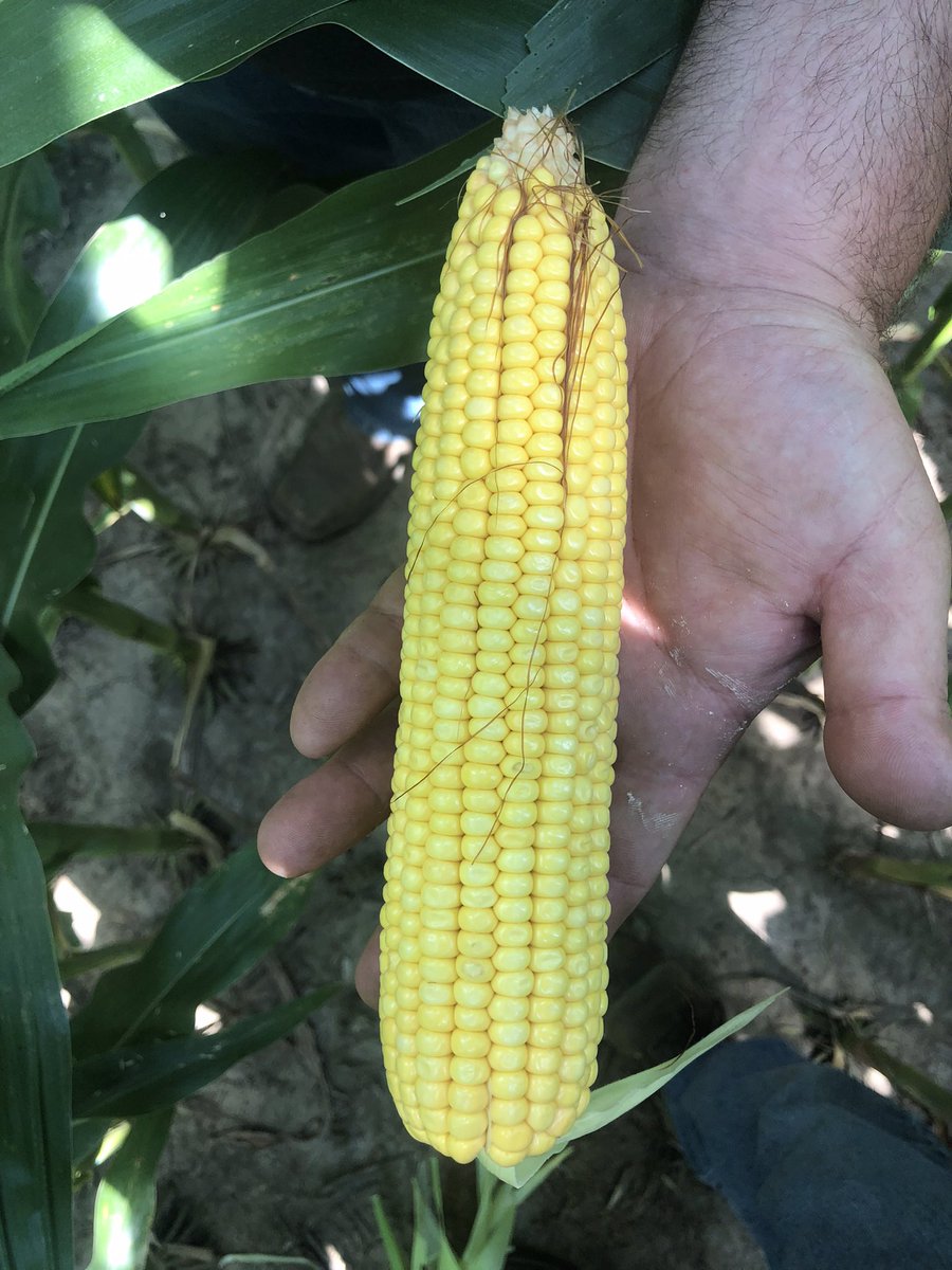 ttheede's tweet photo. Throwing southeast Minnesota into the ring.  202-24STX is one solid hybrid!  Impressive corn on corn choice!  Been blessed with rain and plenty of heat. https://t.co/xEu8sVzjWS