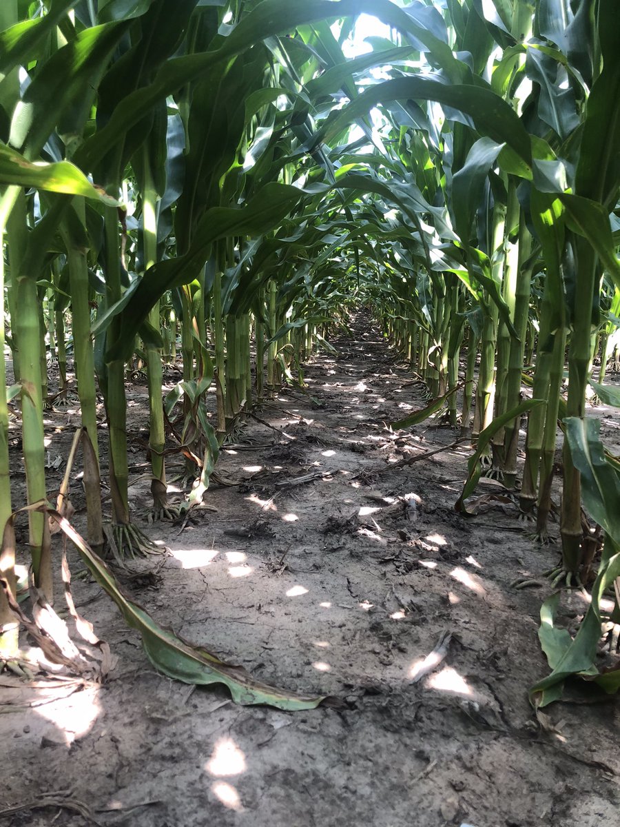 ttheede's tweet photo. Throwing southeast Minnesota into the ring.  202-24STX is one solid hybrid!  Impressive corn on corn choice!  Been blessed with rain and plenty of heat. https://t.co/xEu8sVzjWS