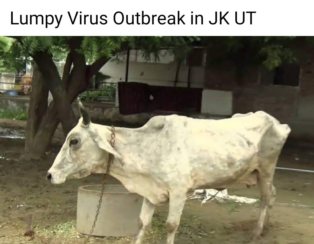 RAJANGANDHI's tweet photo. #Dullo strikes again 
Acute shortage of medicines/vaccine in #Jammu div of @jk_ahd 
Why @AdvisorBJKGovt 
Even in camps scarcity of vaccine 🤔😳
Locals livelihood badly suffering
Jmu Dir missing frm actn
@manojsinha_
@PMOIndia @HMOIndia kindly cross check on ground &amp; act 
@diprjk https://t.co/7tkm5glu2q