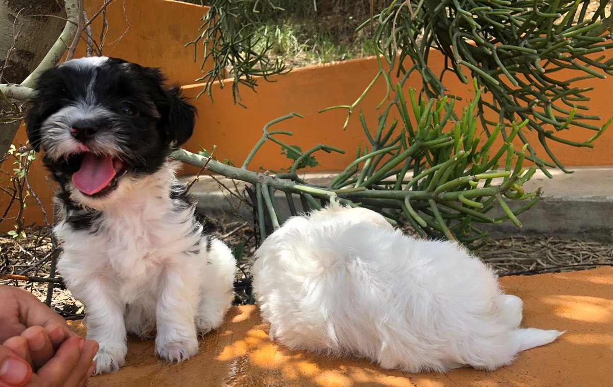 Crusgo's tweet photo. Antes solo era #Mocte luego llego #Ari, temporalmente, y ahora son ¡siete! pero en la familia solo se quedaron ¡dos!
#Zeus y #Zigalú https://t.co/sK1PXGQeUC