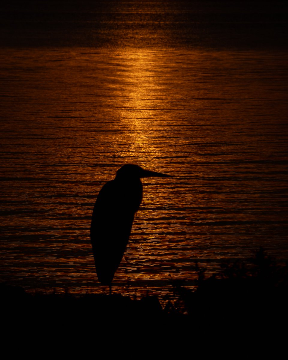Hope you are healthy and happy. Good night from this side. 🌎

Great Blue Heron taking in the sunset this evening...
#photography #NaturePhotography #wildlifephotograpy #thelittlethings