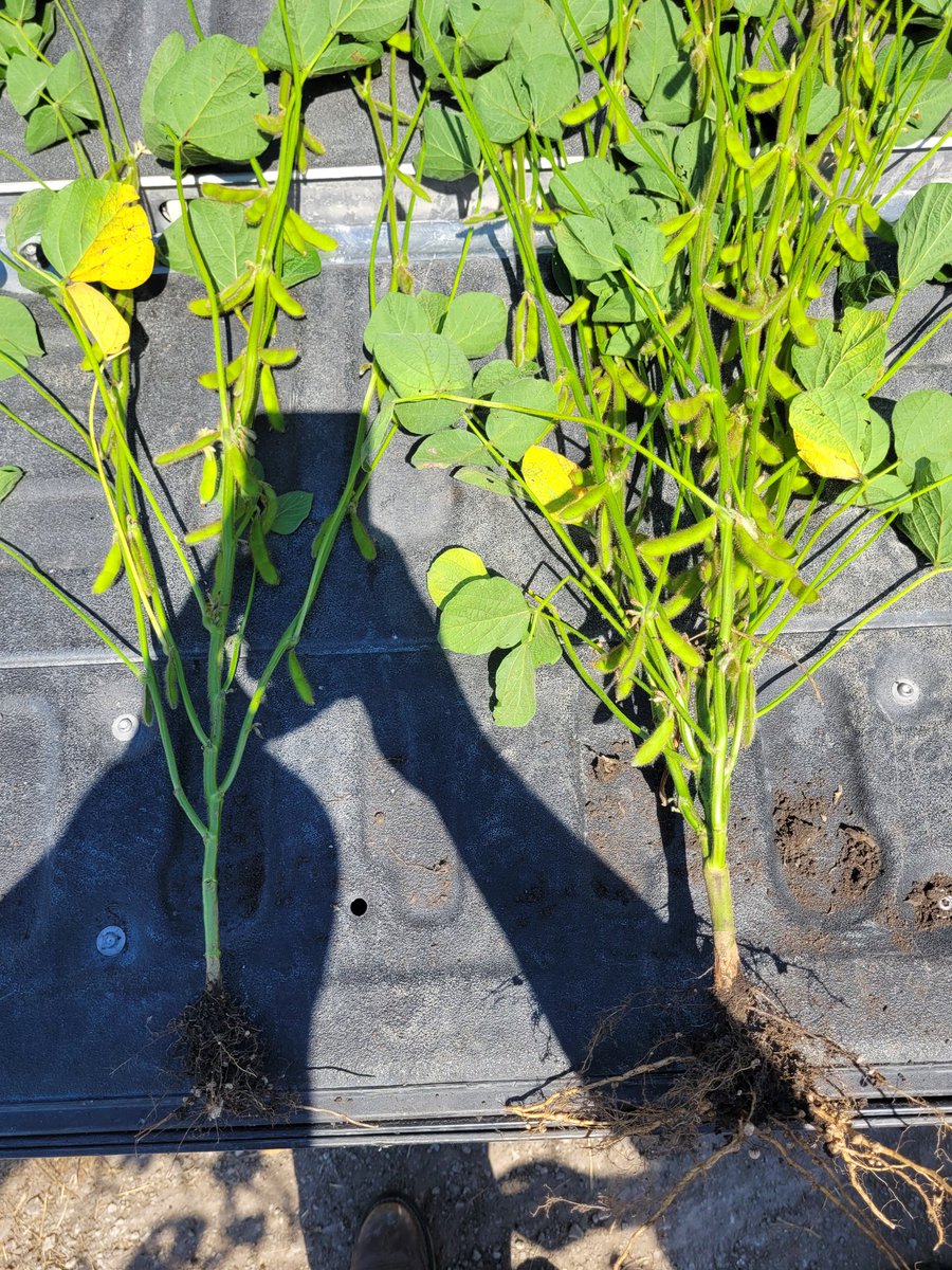 NervigMatt's tweet photo. Spent the afternoon with a grower showing them the #bwdifference when it came to their fields that had piksi dust plus applied. Treated on average had 15 to 20 more pods then untreated. Bw fruit and boron 7% were also added in at the time of piksi dust plus. #bwfusion https://t.co/qmPWFnnjgT