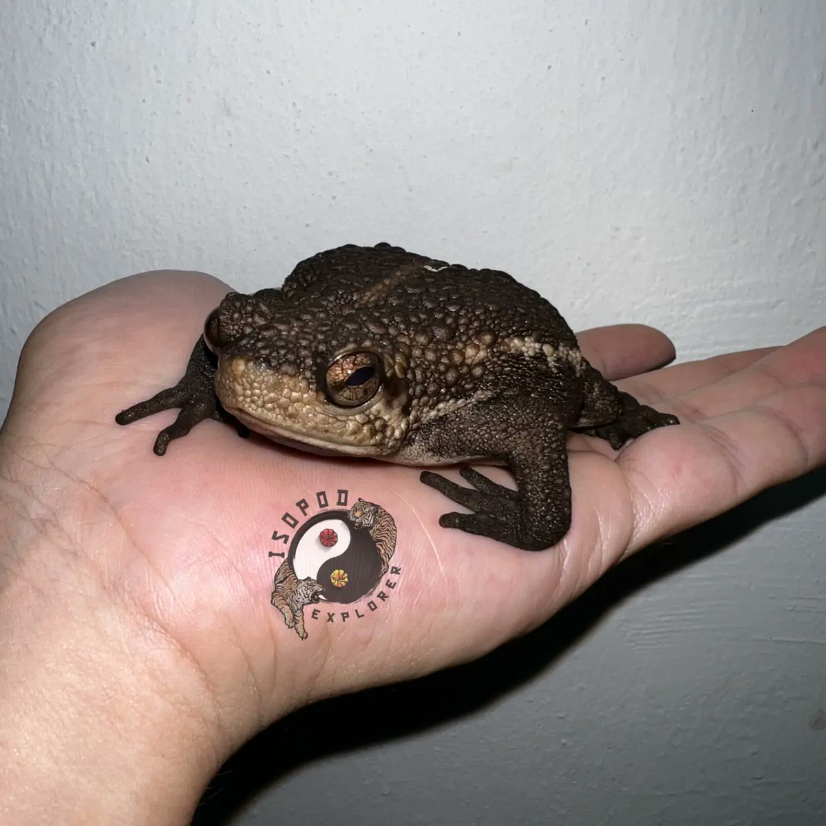 cjchan409's tweet photo. Toad 
Pseudobufo Subasper 

Beautiful Toad. The eye look like sage eye of Naruto 👀
.
.
.
.
.
.
#toad #frog #insectexplorer #invertebrate #southeastasia #nationalgeographic #isopodexplorer https://t.co/MLnXFKVeG9