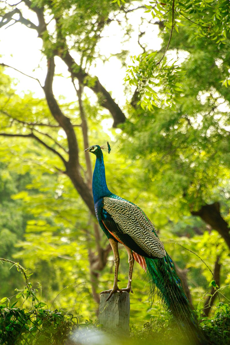 sundarmercury's tweet photo. Indian peafowl..๐ฆ๐๐
#sunclix
#Canon
#canonphotography
#indaves
#NaturePhotography
#birdphotography https://t.co/BjhmrEBeHE