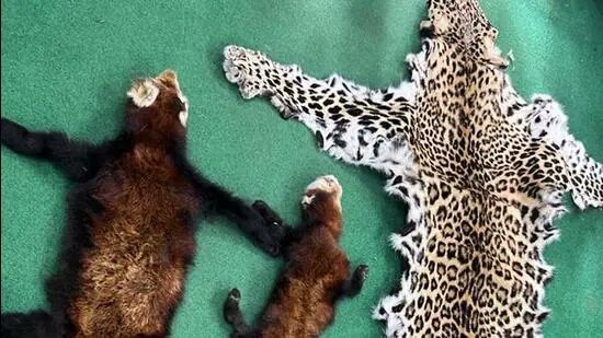 WildTigerNews's tweet photo. Update on this case as trans-national, trans-boundary evidence grows re #WildlifeCrime: 
#Bhutan #China #India #Nepal - Three Nepalese citizens arrest with animal skins. The trio planned to smuggle the hides to Bhutan for their Chinese buyer to collect https://t.co/jLwHeWZxxr https://t.co/RtR2guk11d