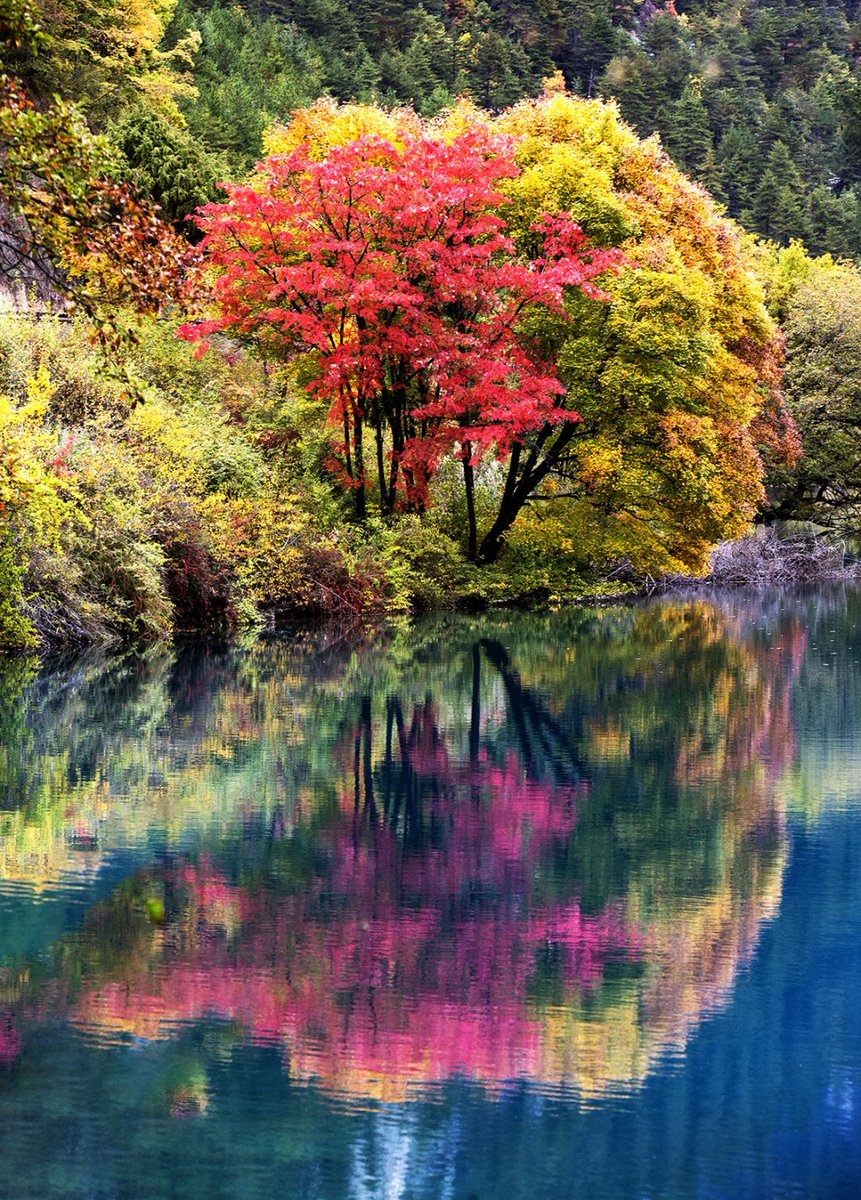 SophyLee20's tweet photo. Beautiful🌺🍀🌹🌿 https://t.co/I3dnY3DqDJ