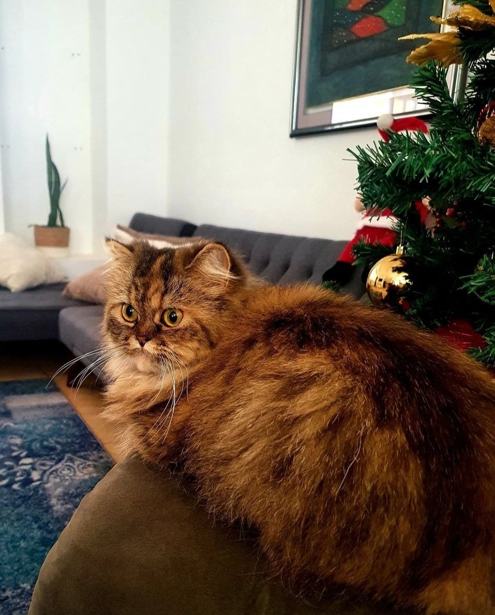 Les ruego hacer retweet.

Se me perdió mi gata el día de hoy alrededores del parque Moragua entre Moravia y el Alto de Guadalupe. 

Responde al nombre de Ashima. Está castrada.

Por favor si la ven contácteme por este medio.