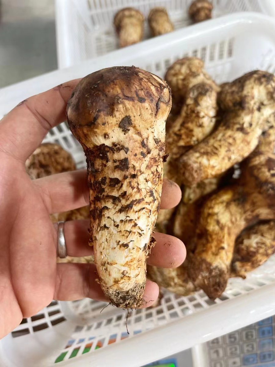 bbdshine's tweet image. Tricholoma matsutake 1