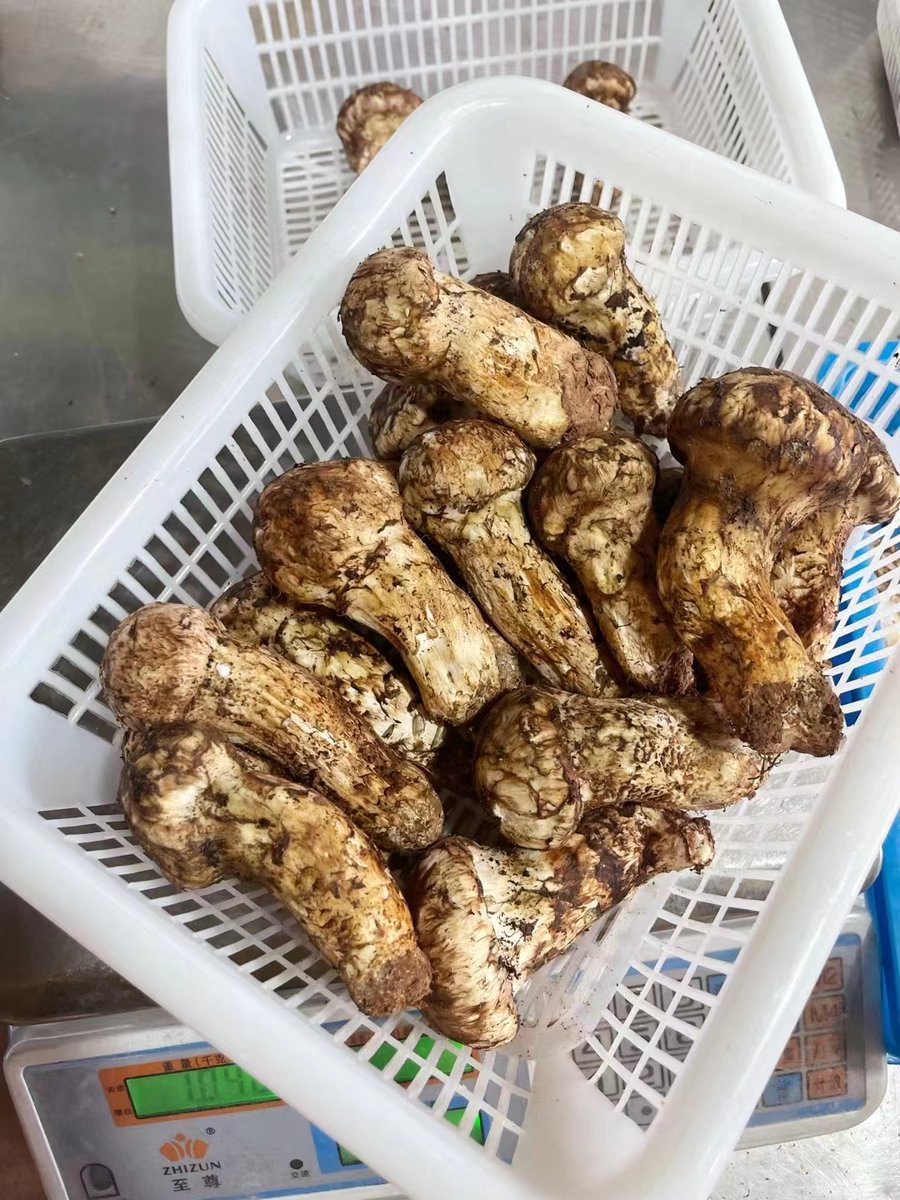 bbdshine's tweet image. Tricholoma matsutake 2