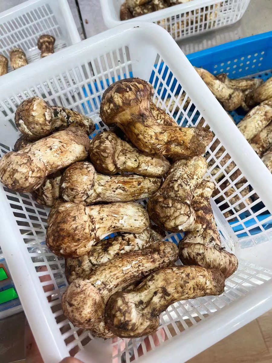 bbdshine's tweet image. Tricholoma matsutake 3