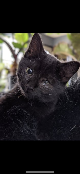 For #BlackCatAppreciationDay may i present to you my void, Luci My 2nd cat rescue. If u find a tiny black<a href="/tag/blackcatappreciationday"class="tags">#BlackCatAppreciationDay</a>