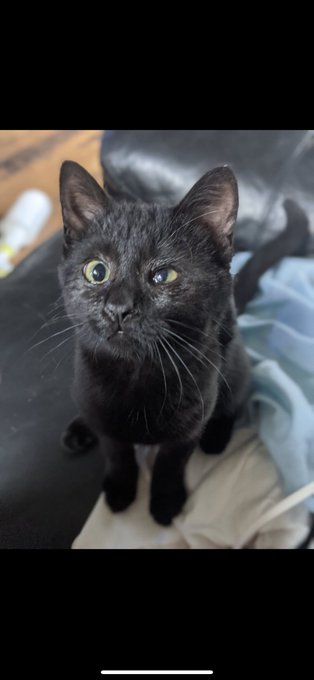 For #BlackCatAppreciationDay may i present to you my void, Luci My 2nd cat rescue. If u find a tiny black<a href="/tag/blackcatappreciationday"class="tags">#BlackCatAppreciationDay</a>