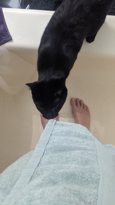 For #BlackCatAppreciationDay may i present to you my void, Luci My 2nd cat rescue. If u find a tiny black<a href="/tag/blackcatappreciationday"class="tags">#BlackCatAppreciationDay</a>