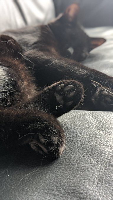 For #BlackCatAppreciationDay may i present to you my void, Luci My 2nd cat rescue. If u find a tiny black<a href="/tag/blackcatappreciationday"class="tags">#BlackCatAppreciationDay</a>