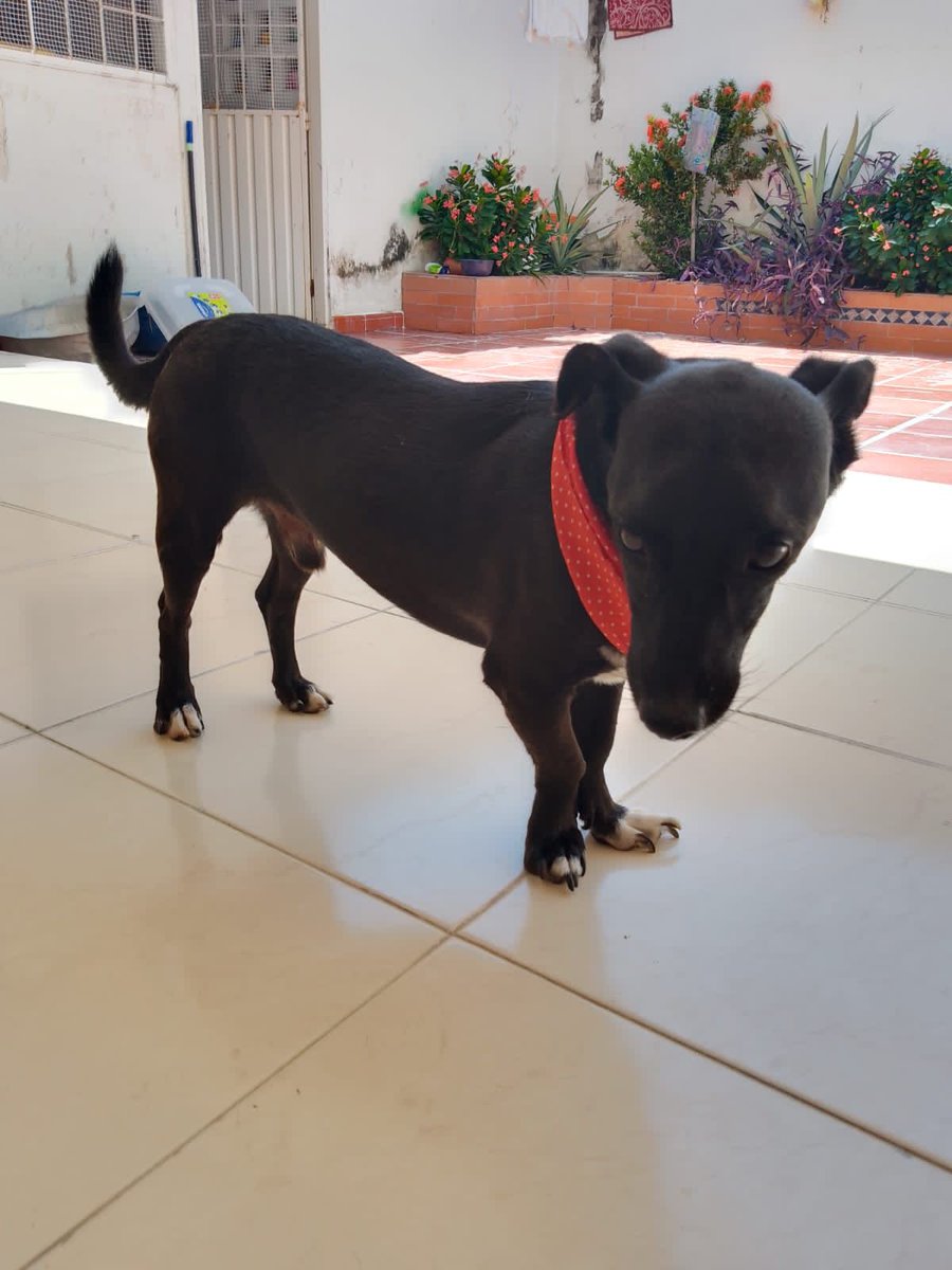 ParasoAnimal2's tweet photo. Valledupar 
En adopción este nene
machito año y medio, castrado, pequeñito
info al https://t.co/Z9T0emvDoL @Manolo_FdezA @holmerjd @SecSaludVpar @YerlyMozo @andreanimalidad https://t.co/7BekEC4z9c