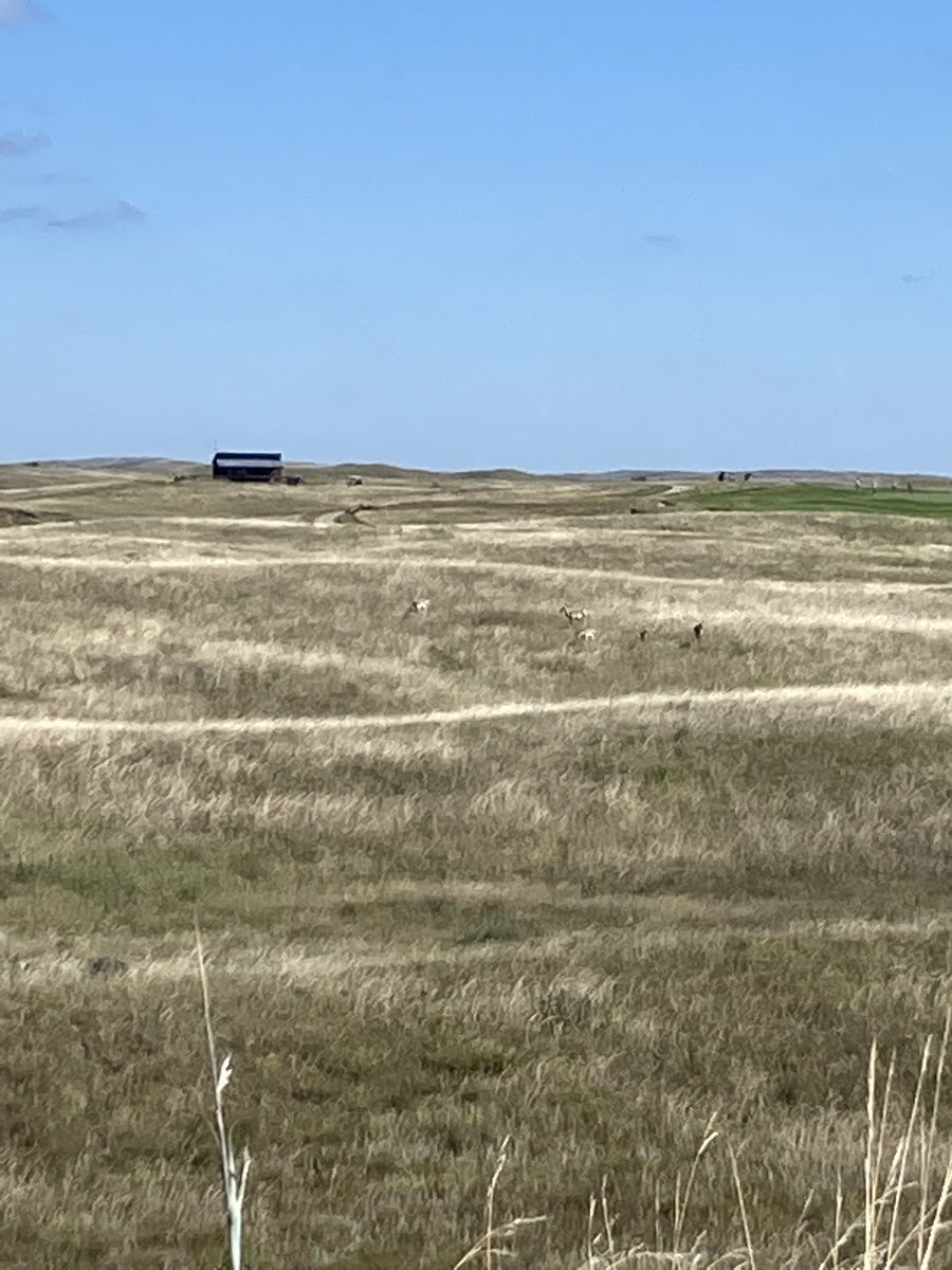 If you look close enough you can see the pronghorn here at the Prairie Club. #retiredlife