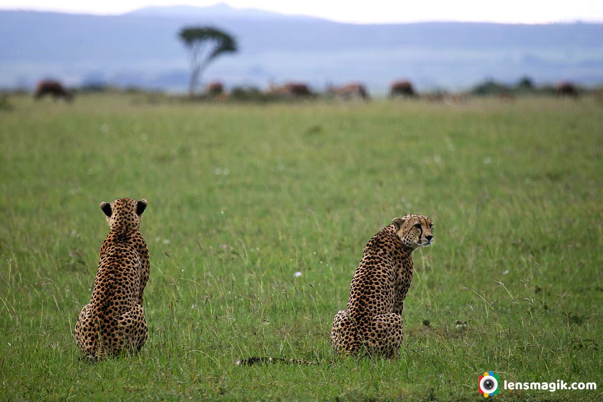 Cheetah bit.ly/34oAKel Fastest land animal #cheetah #africancheetah #bigcats #fastestanimalonearth #fastestlandanimal #wildlifeafrica #masaimara #big5africa #wildlifephotography #wildlifekenya