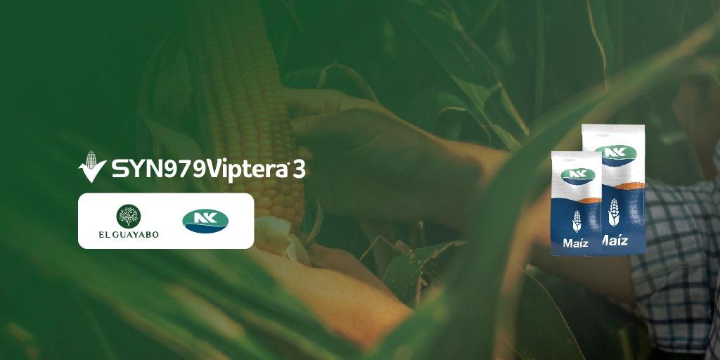 ElGuayaboSrl's tweet photo. CAMPAÑA de MAÍZ 🌽
🌽SYN 979 Vip3 @NKSemillas
✅Siembras en ambientes de alto potencial.
✅Destacado perfil agronómico.
✅La mejor biotecnología para el control de lepidópteros.
Reserva tu #BolsaNK
#ElGuayabo 🌳
#Maíz 🌽 #NKSemillas #SYN979Vip3
https://t.co/DYtbfUmMrL https://t.co/mggIhxvRxI