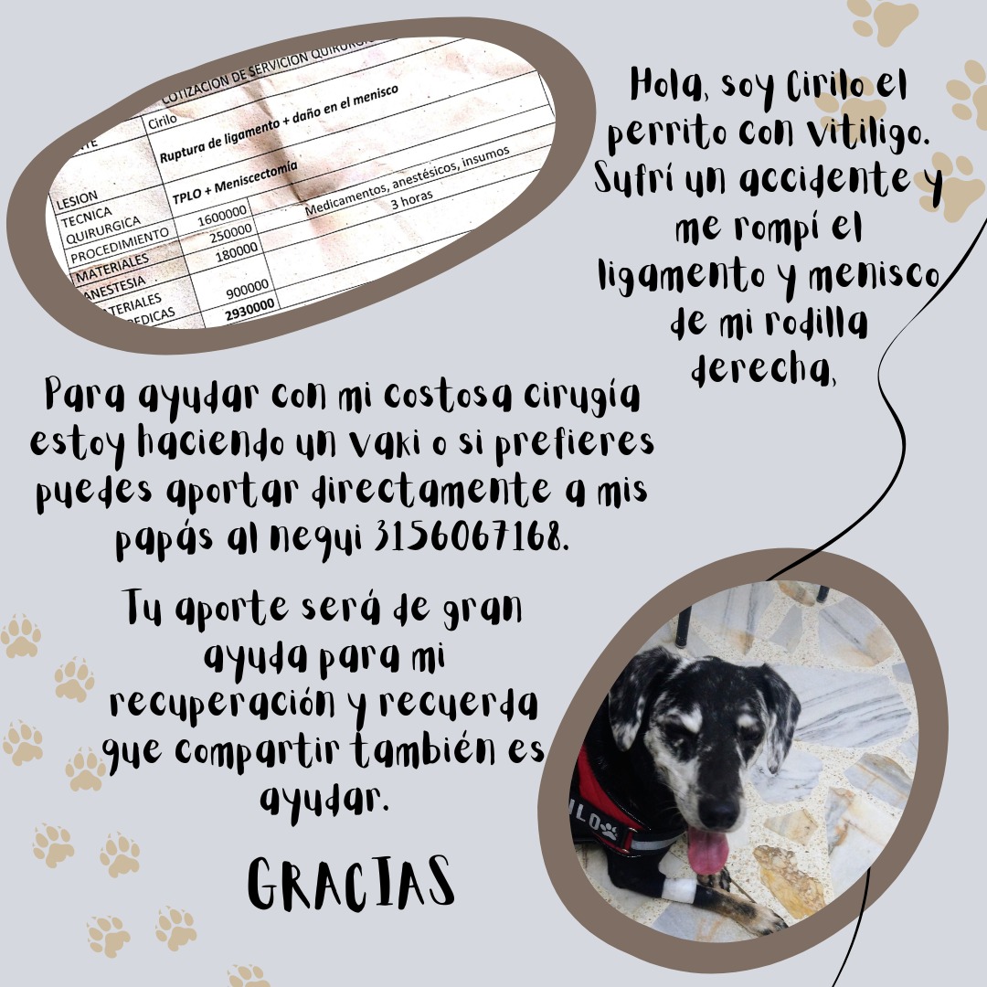 Hola gente de Twitter, ojalá puedan ayudarme. Mi perrito sufrió un accidente y debe ser operado. La intervención es costosa y mi esposa y yo estamos recogiendo ayuda a través de una Vaki. vaki.co/es/vaki/ayudac… 
Un Retweet puede ayudar también. Gracias!!
