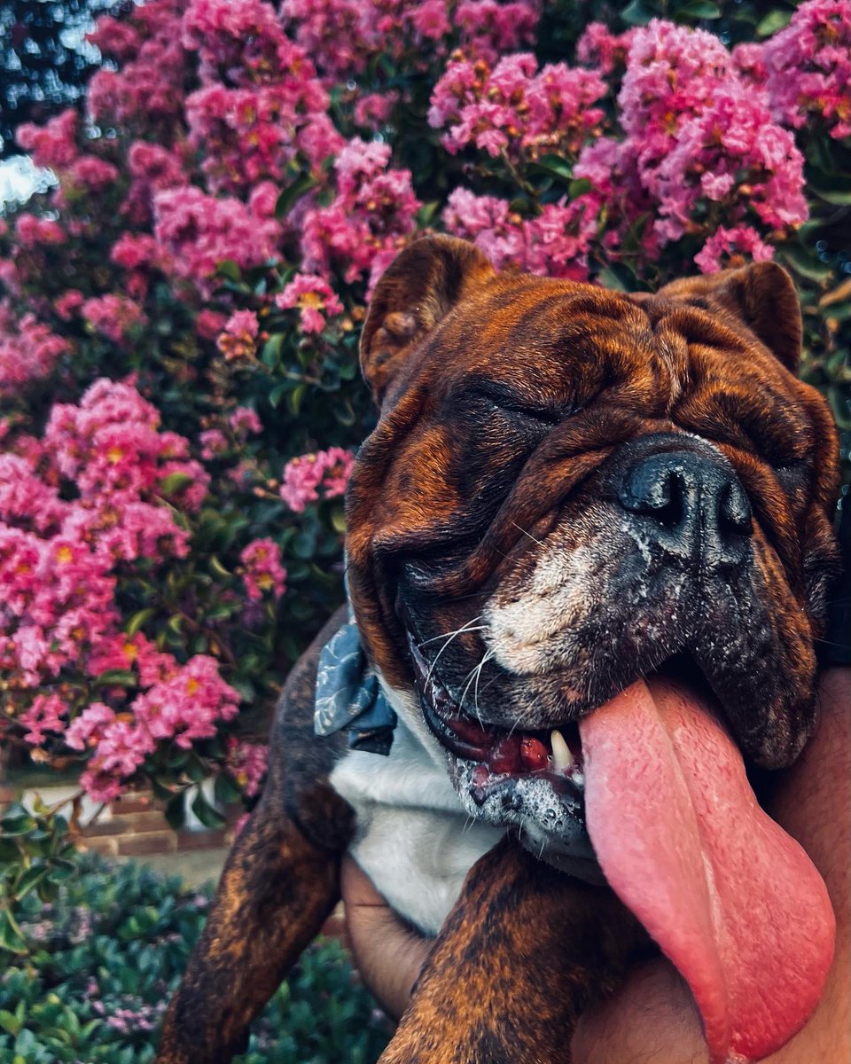 Lameass_Rossa's tweet image. My Dawgs 🐶🌸✨