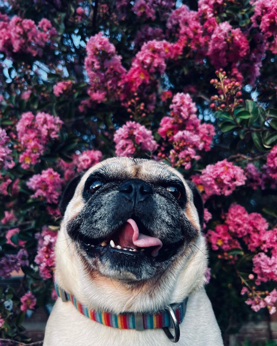 Lameass_Rossa's tweet image. My Dawgs 🐶🌸✨