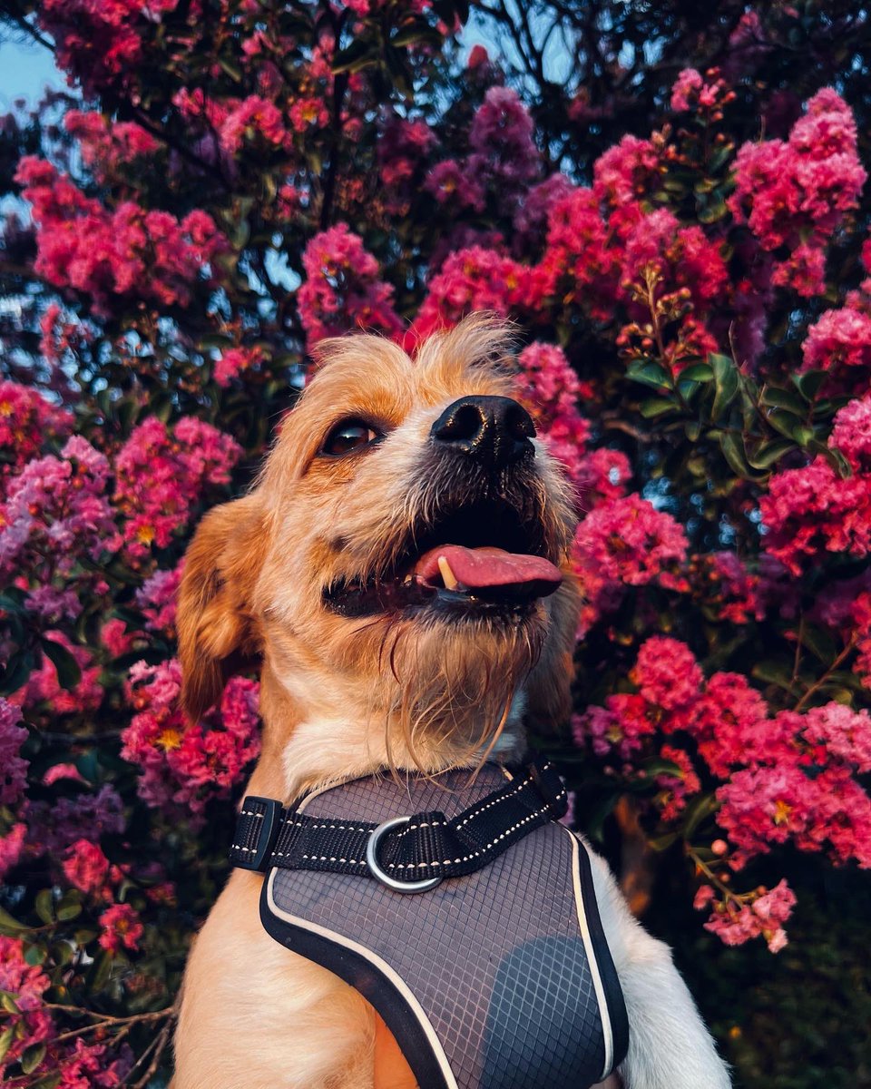 Lameass_Rossa's tweet image. My Dawgs 🐶🌸✨