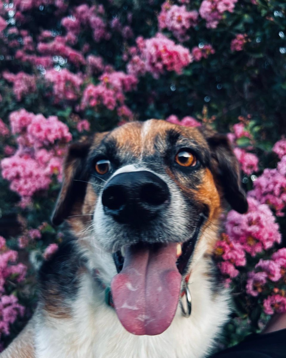 Lameass_Rossa's tweet image. My Dawgs 🐶🌸✨