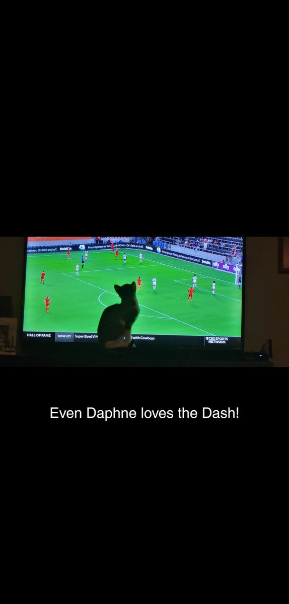 bueter_k's tweet photo. Smart Kitten! @HoustonDash #dashon https://t.co/NUmo4EIAST