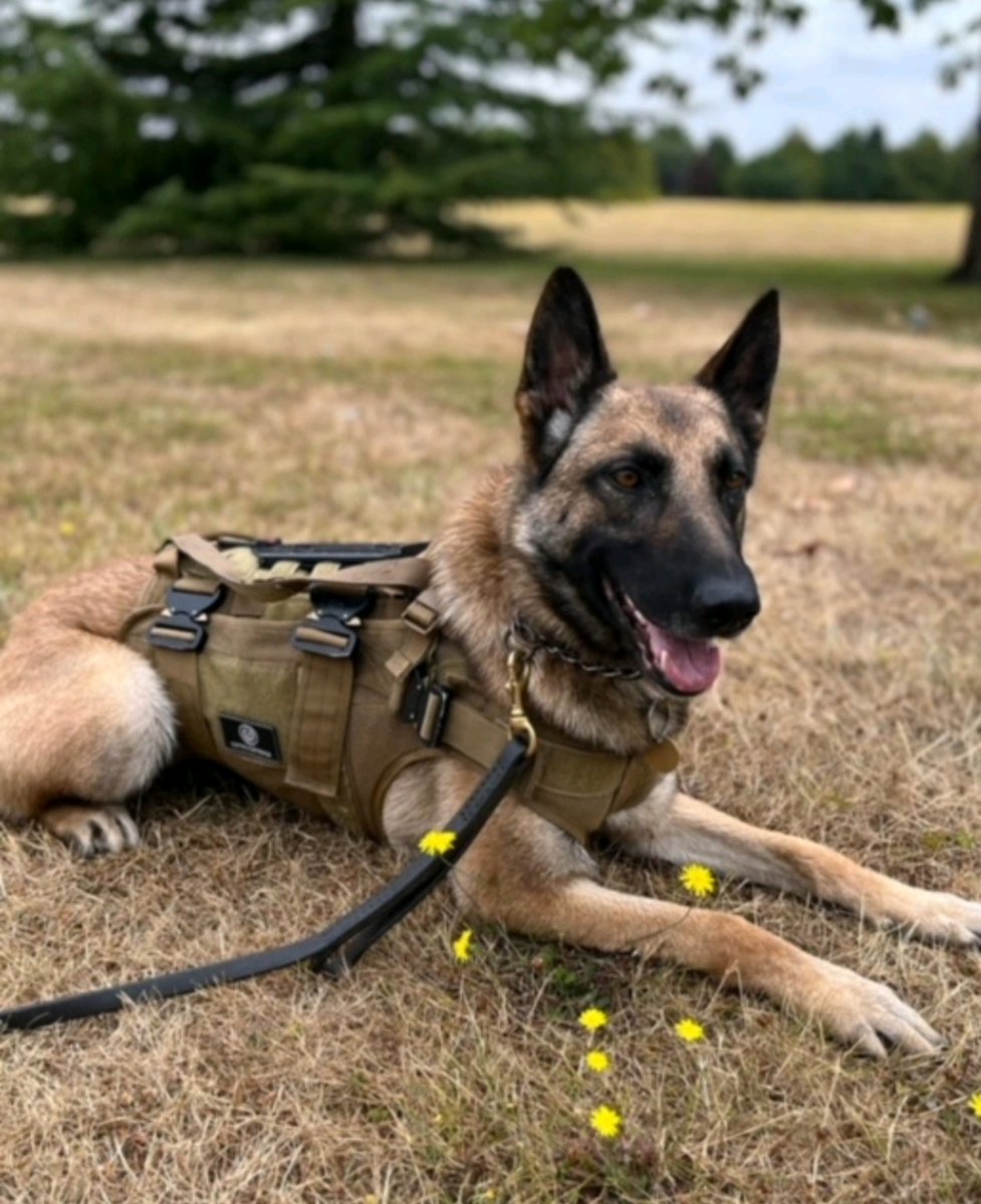 🐾PD Tash🐾 Last night PD Tash assisted in Petersfield when 2 suspects were seen stealing fuel. She located one male hiding in undergrowth then a second gave up...I guess he didn't fancy his chances against #MissTash #HideAndSeek