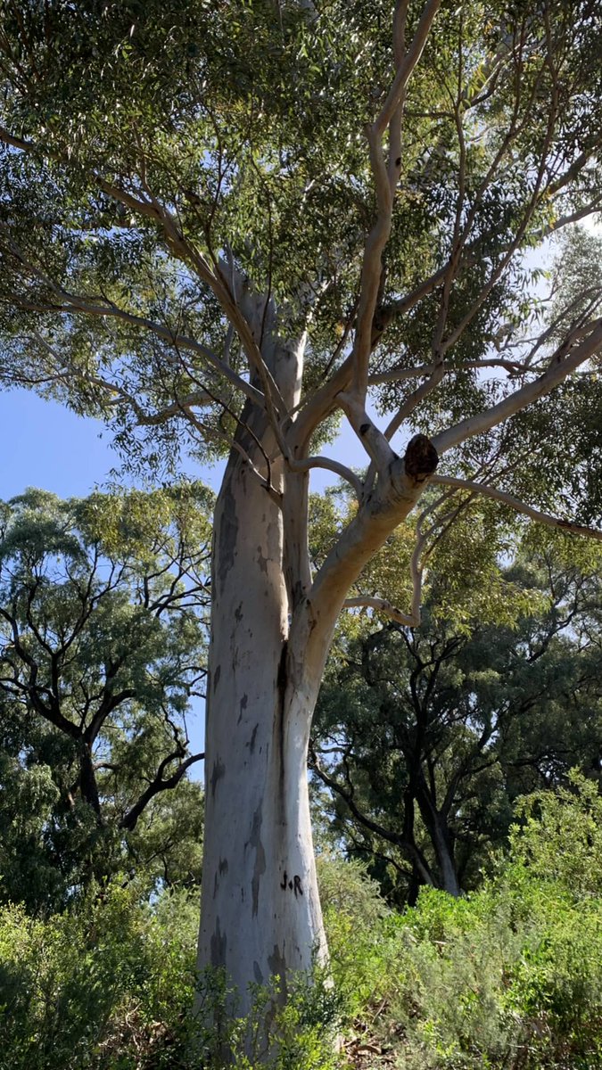 I always recommend spending time sitting with a tree when people are sad, depressed, or anxious. Give it at least 20 minutes for the tree to respond to you. Their energy moves more sedately than ours. If you’re patient the tree will share its energy with you. .....