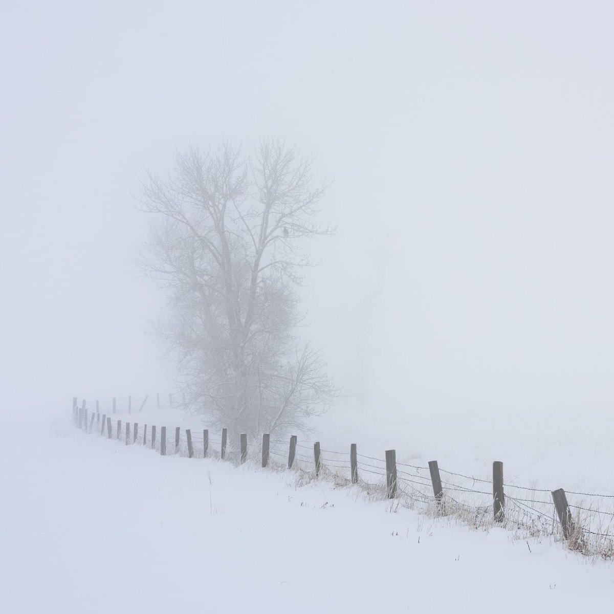 with_arsenal's tweet photo. More fog. We so rarely get fog, but on this day it was thick. I came back later in the day to take the shot again and I could only see the first four fence posts. If you look close there's an eagle or maybe a hawk in the tree.⠀
⠀
#montana #bigskycountry #witharsenal https://t.co/xeJrCbE03s
