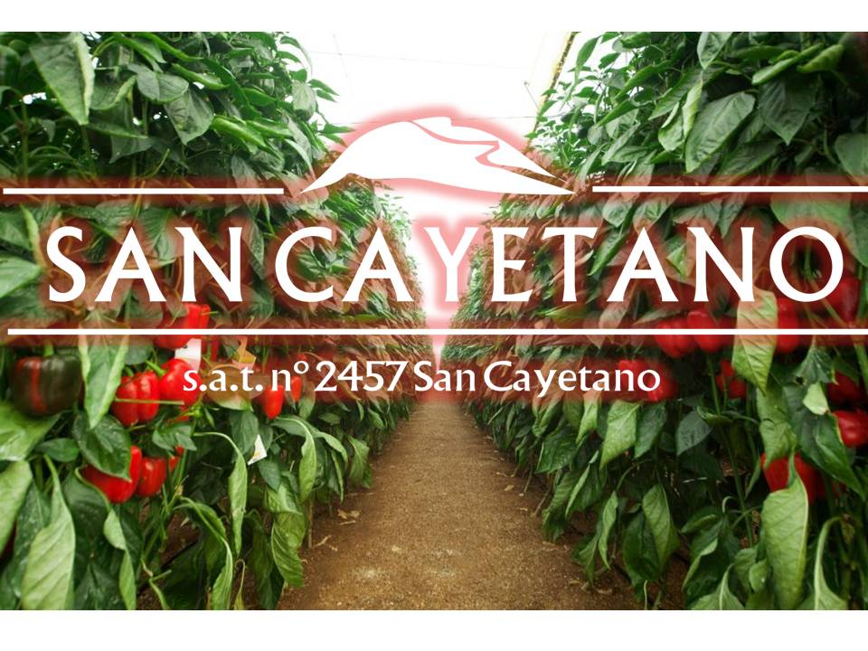alpisancayetano's tweet photo. Este mes de #Agosto finalizamos nuestra 4⃣7⃣ campaña de #Pimiento 🫑 que ha durado 6⃣ meses, y en la que hemos comercializado 3⃣ variedades fundamentales de este producto tanto en nuestra línea convencional como en #ALPIBIO➕.
#BuenosDías #FelizJueves #18Agosto https://t.co/JocqGRnz4f