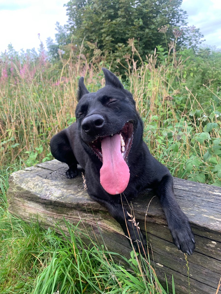 ChNWPoliceDogs's tweet image. One in then cells for PD 2101 Guinness last night after he put his nose to good use tracking and locating a suspect who had fled the scene from a violent domestic. Funnily enough, he wisely chose not to run off from Jaws of the law. #CrackingTracking #TheNoseKnows 🐾