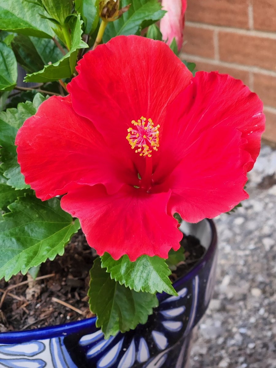ThatsJustPunny's tweet photo. @motelporn Tropical Hibiscus - depends on your zone (where you live) but it can live for years potentially 😉❤️ #FlowerNerd #CountryGirl https://t.co/rmUgzMM1B4
