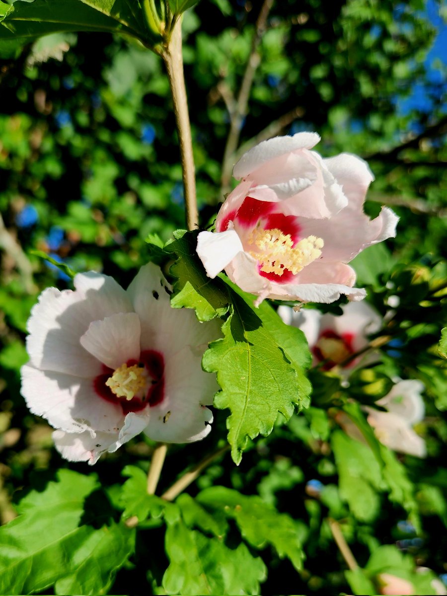 ThatsJustPunny's tweet photo. @motelporn Tropical Hibiscus - depends on your zone (where you live) but it can live for years potentially 😉❤️ #FlowerNerd #CountryGirl https://t.co/rmUgzMM1B4