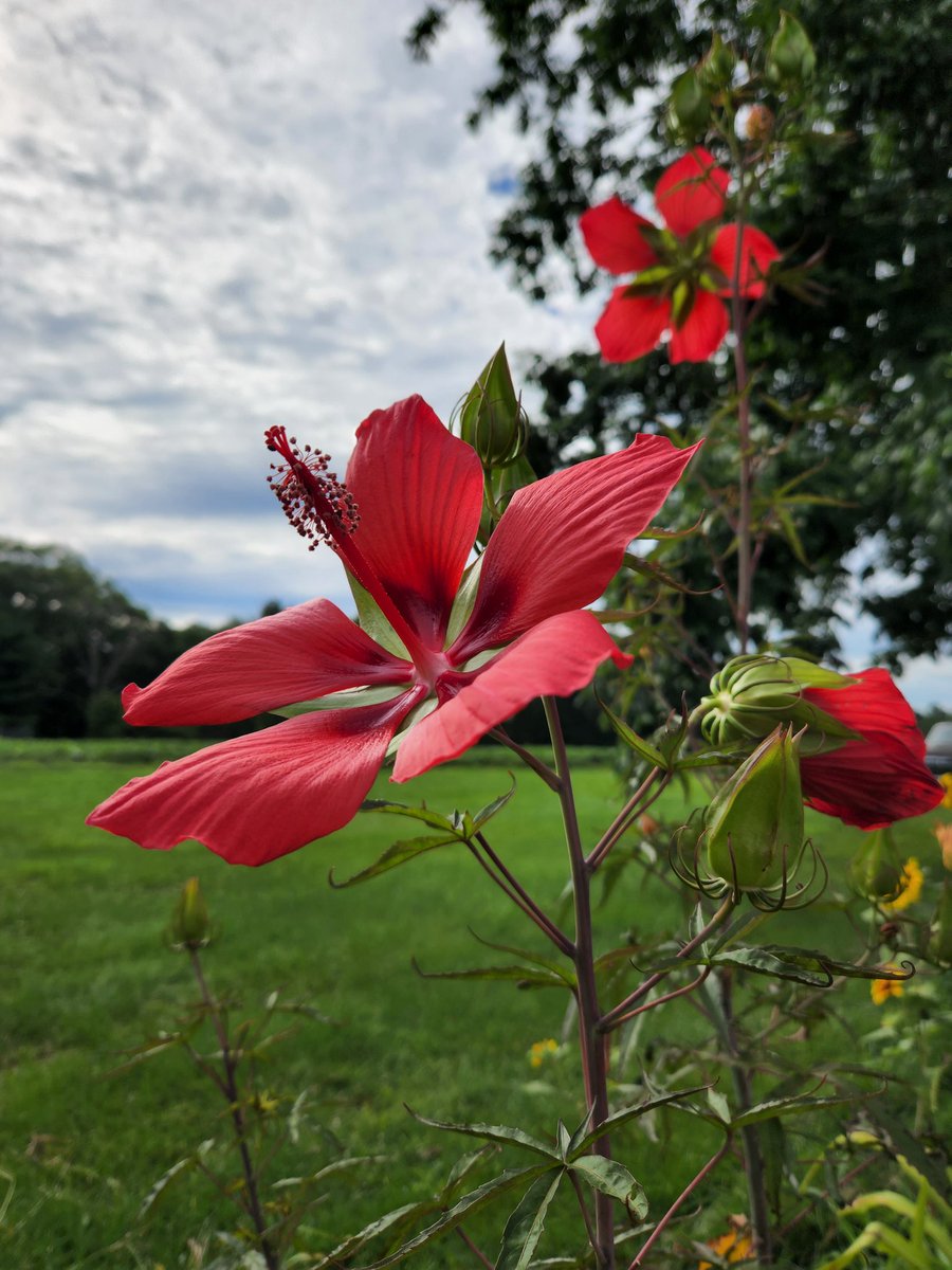 ThatsJustPunny's tweet photo. @motelporn Tropical Hibiscus - depends on your zone (where you live) but it can live for years potentially 😉❤️ #FlowerNerd #CountryGirl https://t.co/rmUgzMM1B4