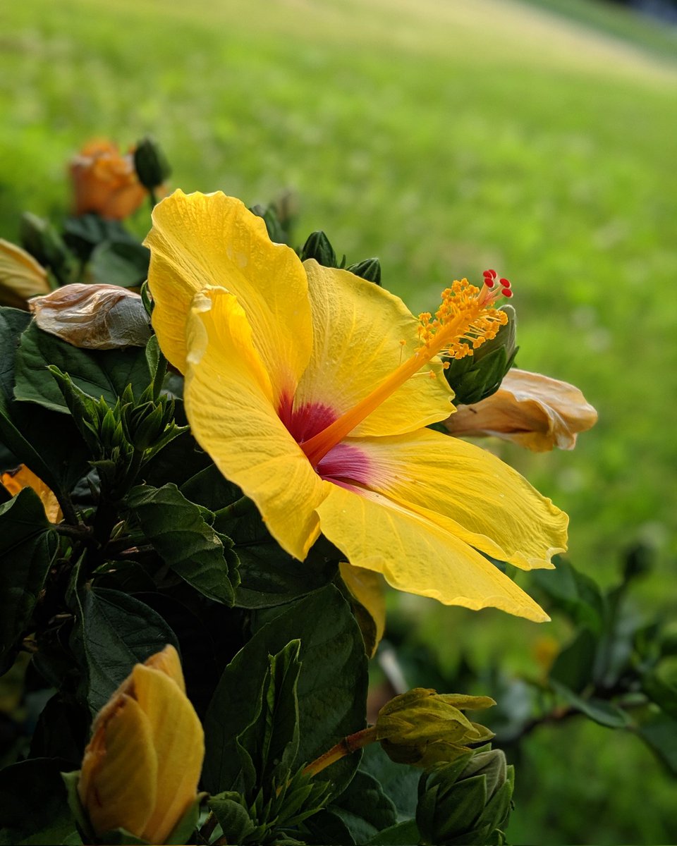 ThatsJustPunny's tweet photo. @motelporn Tropical Hibiscus - depends on your zone (where you live) but it can live for years potentially 😉❤️ #FlowerNerd #CountryGirl https://t.co/rmUgzMM1B4