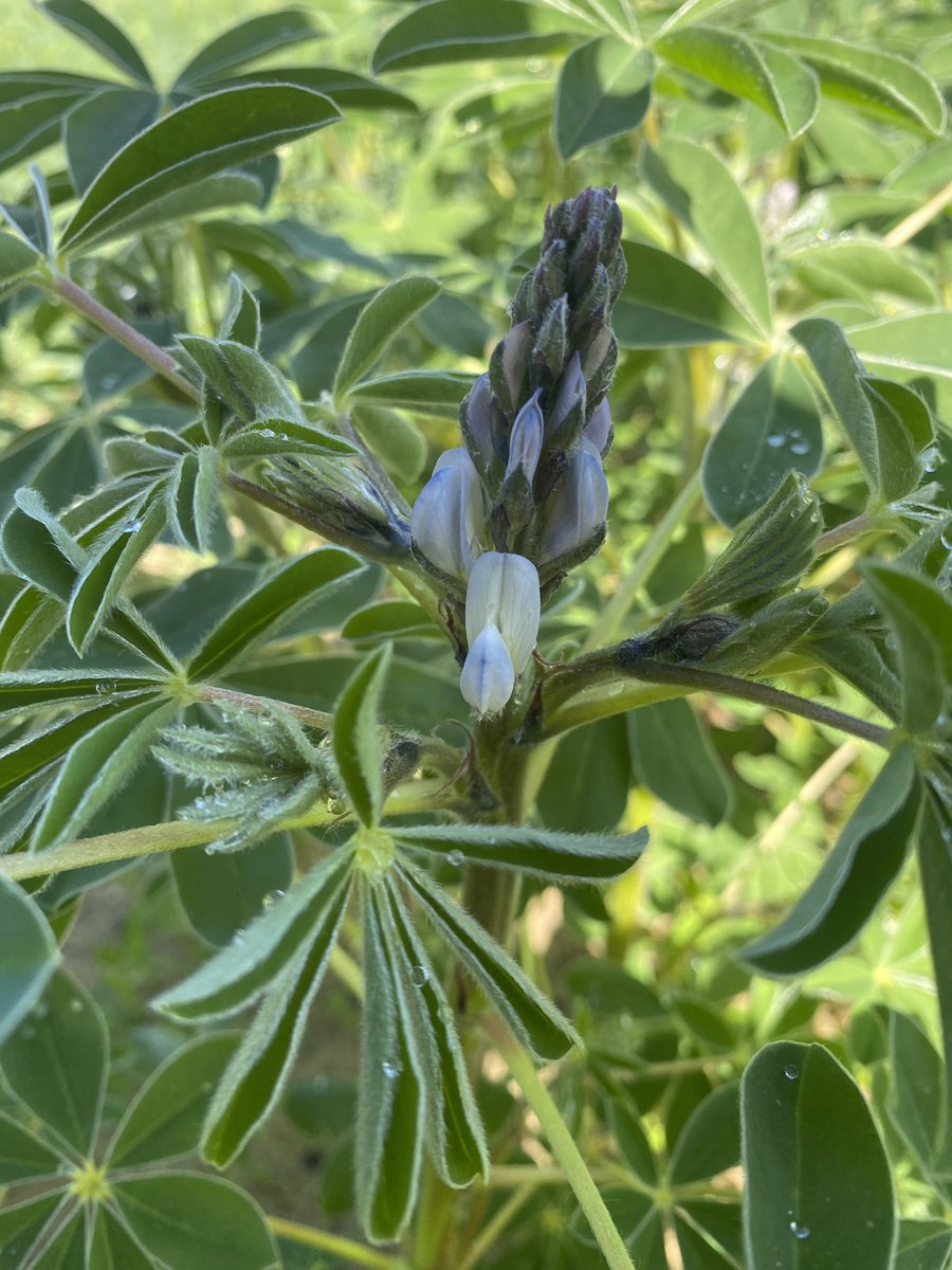 Gemma13399017's tweet photo. This weeks lupins measurements being taken! Seeing some differences between variety’s but nothing super obvious between treatments…. Stay tuned to find out🌱🐚 few snails around :// https://t.co/iDrXH0tUu2