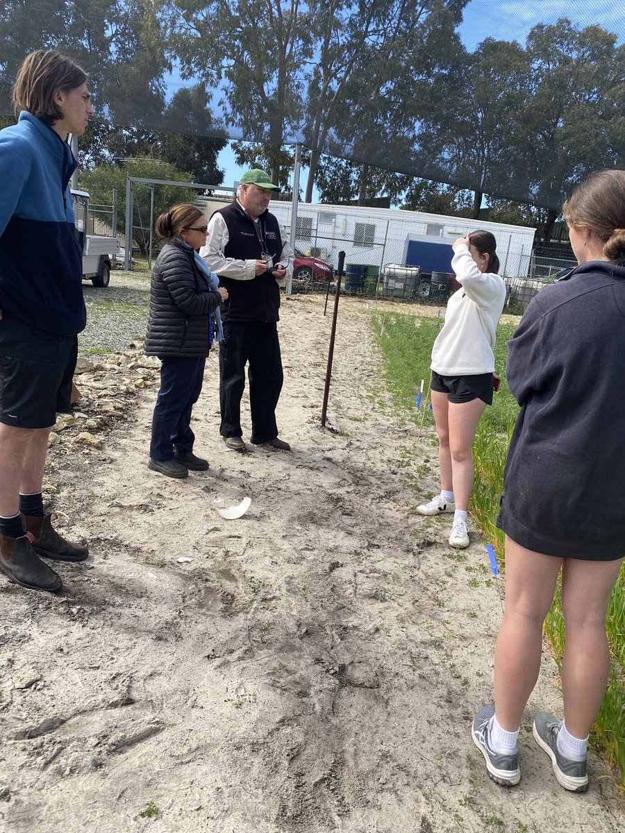 Gemma13399017's tweet photo. This weeks lupins measurements being taken! Seeing some differences between variety’s but nothing super obvious between treatments…. Stay tuned to find out🌱🐚 few snails around :// https://t.co/iDrXH0tUu2