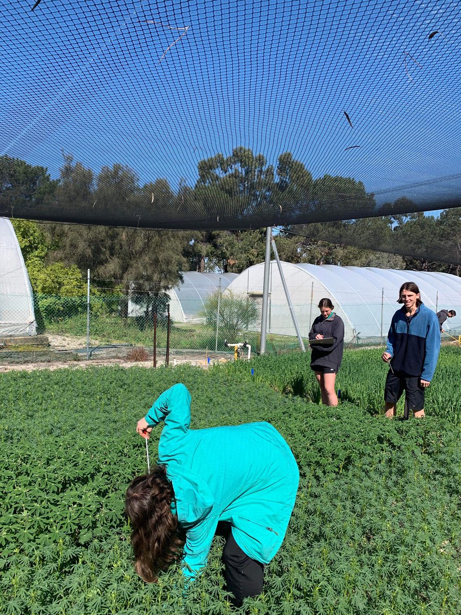 Gemma13399017's tweet photo. This weeks lupins measurements being taken! Seeing some differences between variety’s but nothing super obvious between treatments…. Stay tuned to find out🌱🐚 few snails around :// https://t.co/iDrXH0tUu2