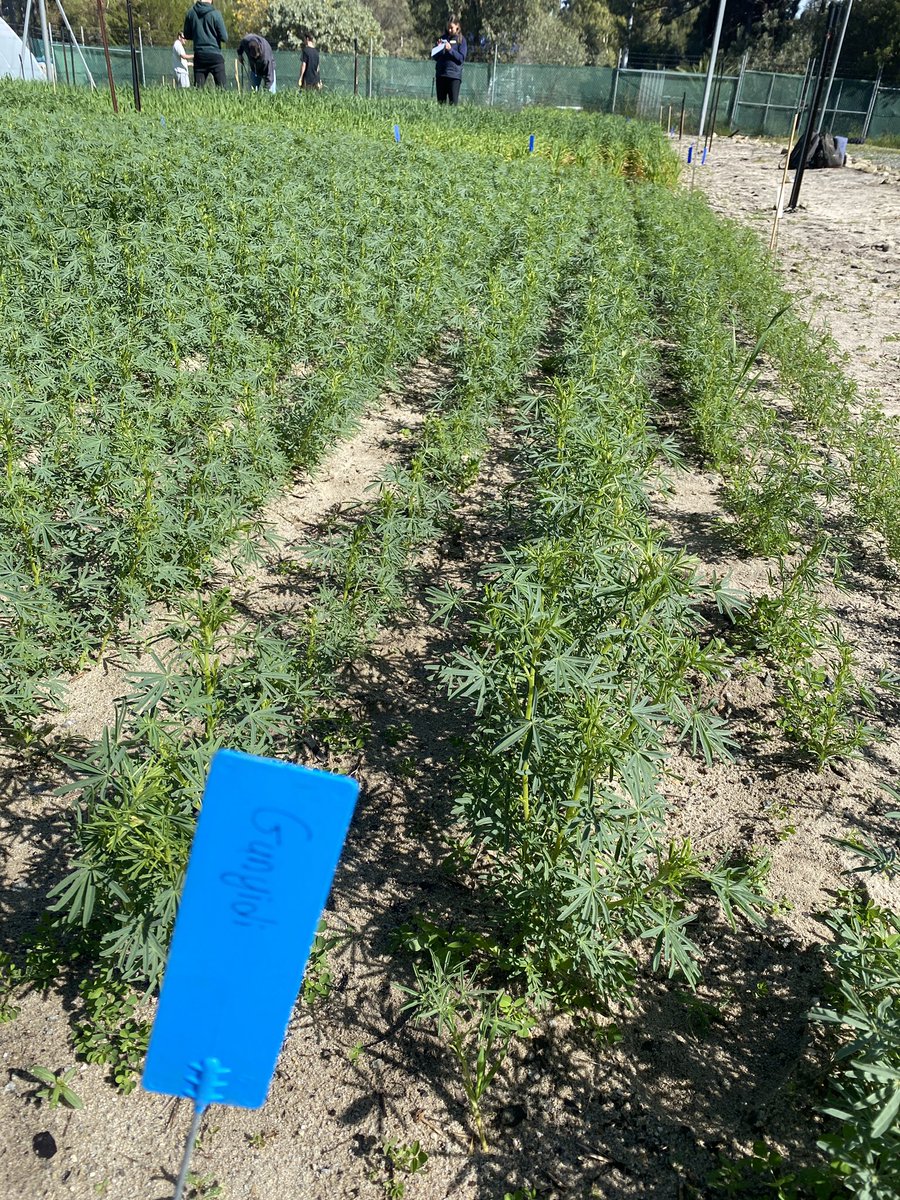 Gemma13399017's tweet photo. This weeks lupins measurements being taken! Seeing some differences between variety’s but nothing super obvious between treatments…. Stay tuned to find out🌱🐚 few snails around :// https://t.co/iDrXH0tUu2