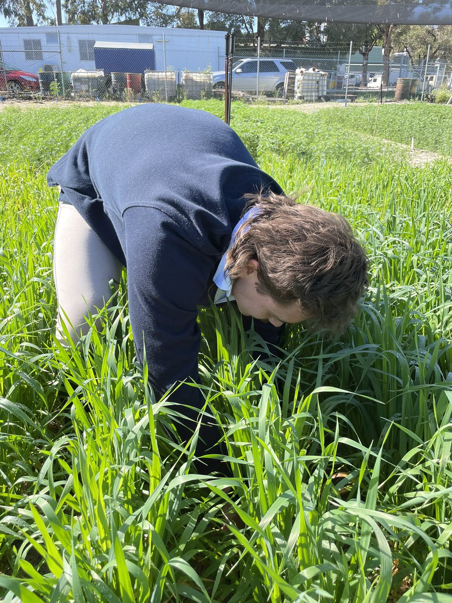 Hennie Botha (@henniebotha130) on Twitter photo Week 4 measurements of our oats biomass trial. Different Nitrogen treatments becoming obvious within the plots. Potential potassium deficiency is still evident. Still monitoring for pests and disease. <a href="/JoelTheGinger/">Joel Kelly</a> <a href="/DarcyCobley/">Darcy Cobley</a> <a href="/AHagboom/">Ashton Hagboom</a> <a href="/AJenko12/">Andrew Jenkinson</a> <a href="/Bec_Swift_/">Bec Swift</a> <a href="/SJB_Ag/">Sarita Bennett</a> Week 4 measurements of our oats biomass trial. Different Nitrogen treatments becoming obvious within the plots. Potential potassium deficiency is still evident. Still monitoring for pests and disease. <a href="/JoelTheGinger/">Joel Kelly</a> <a href="/DarcyCobley/">Darcy Cobley</a> <a href="/AHagboom/">Ashton Hagboom</a> <a href="/AJenko12/">Andrew Jenkinson</a> <a href="/Bec_Swift_/">Bec Swift</a> <a href="/SJB_Ag/">Sarita Bennett</a>